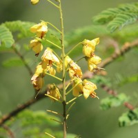 Biancaea decapetala (Roth) O.Deg.